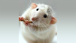 Environmentally friendly ratproof and anti-ant nylon sheath material